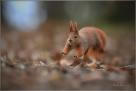 <p>VEVERKA OBECNÁ (Sciurus vulgaris) ---- /Red squirrel - Eichhörnchen/</p>